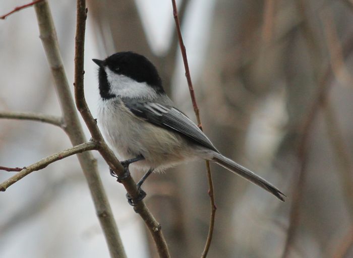 chickadee